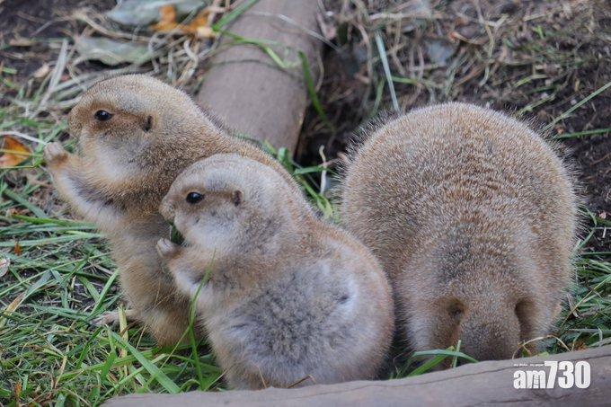 日本上野動物園黑尾土撥鼠　因肥到似雞仔圓碌碌爆紅