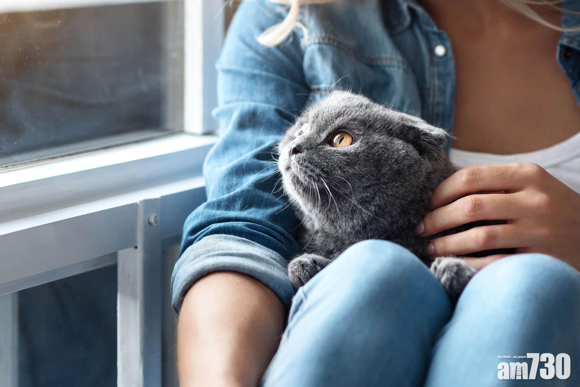 【新冠肺炎】英國首現寵物貓染疫 相信遭確診主人傳染