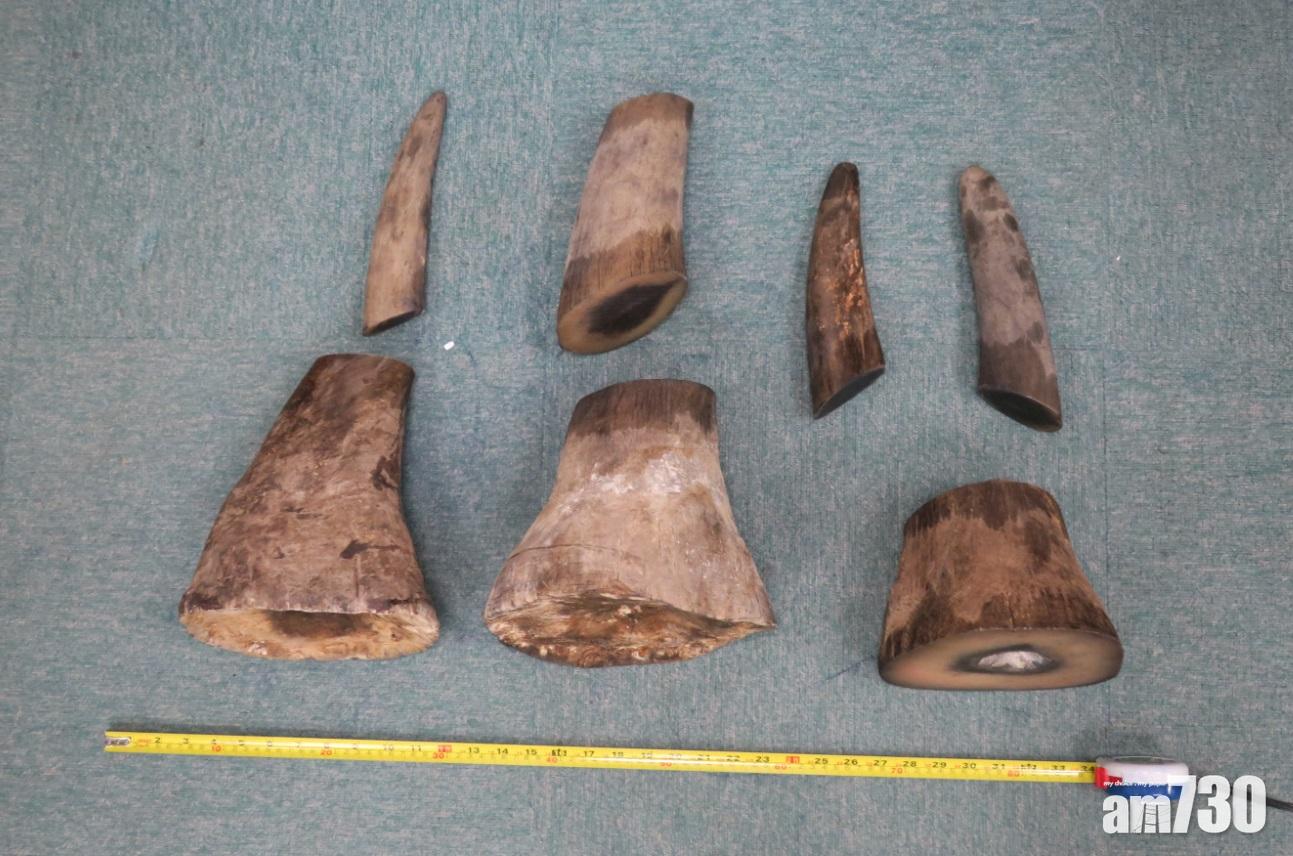 34歲旅客走私犀牛角判監24月