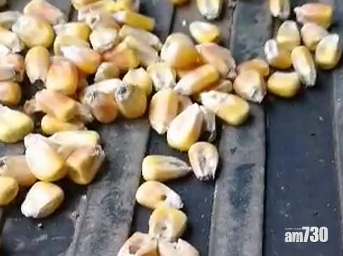 吉林大安糧倉粟米生蟲 中儲糧：滅蟲中