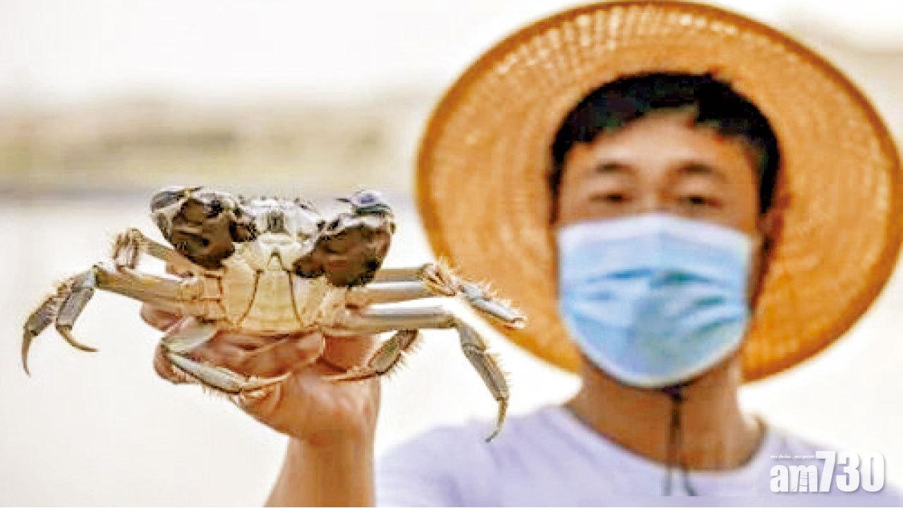 產量料達12噸 新疆沙漠大閘蟹上水