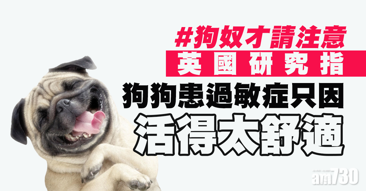 【主人應注意】英研究：寵物狗患過敏症 只因活得太舒適