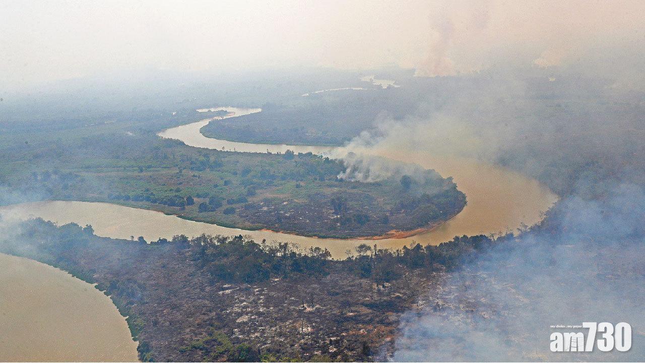 動物遭殃 巴西濕地火災蔓延 美洲豹棲息地逾七成燒毀