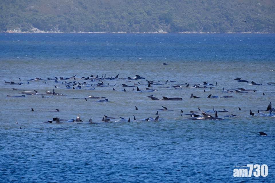 【待救】70多條鯨魚在塔斯曼尼亞擱淺 恐救援不樂觀