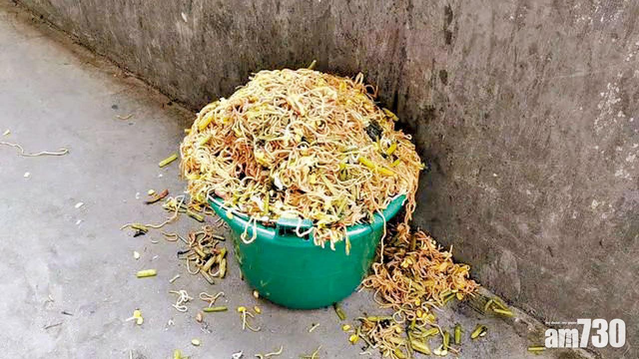 無奈浪費 小學生嫌太難食 安徽營養午餐塞爆垃圾桶