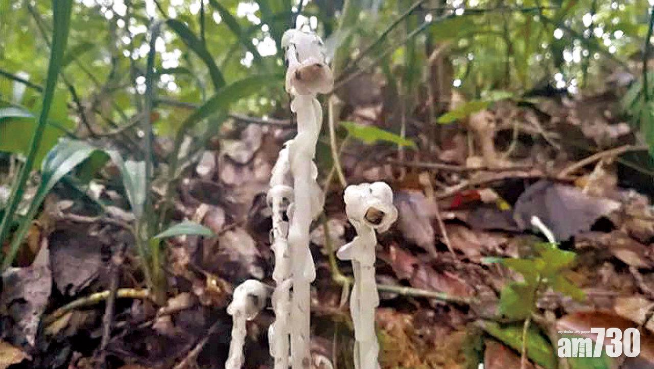 圖片新聞: 奇花