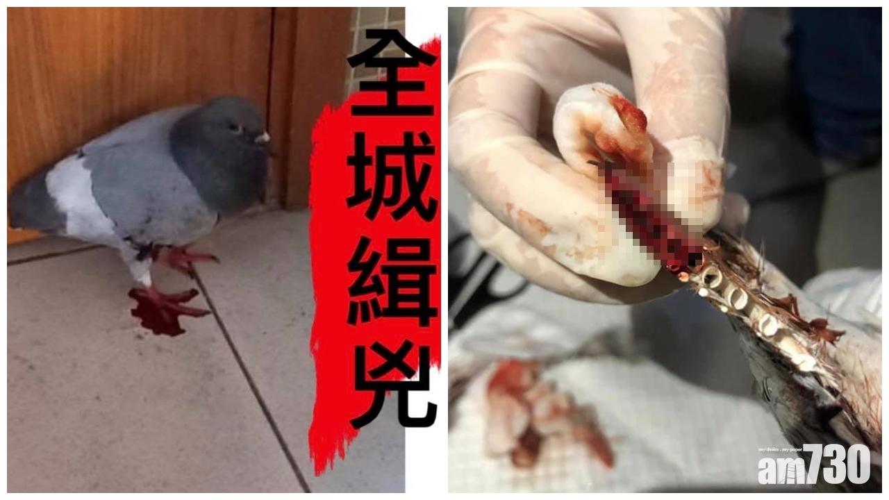 青衣長發邨白鴿疑受虐 尾翼被剪入肉流血不止