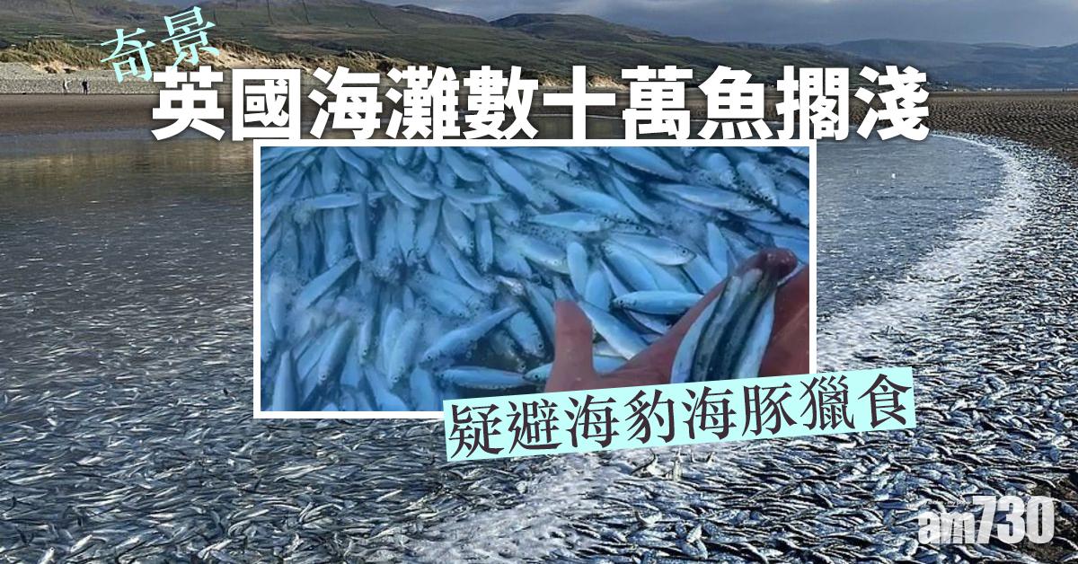 【奇景】英國海灘數十萬魚擱淺  疑避海豹海豚獵食