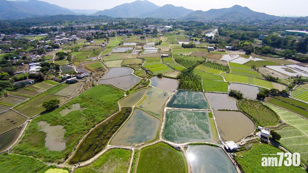 【塱原稻田】大媽團不理勸阻擅闖破壞為打卡　