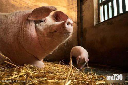 傳公務員水中投母豬激素 致同事男亢奮、女絕經再來