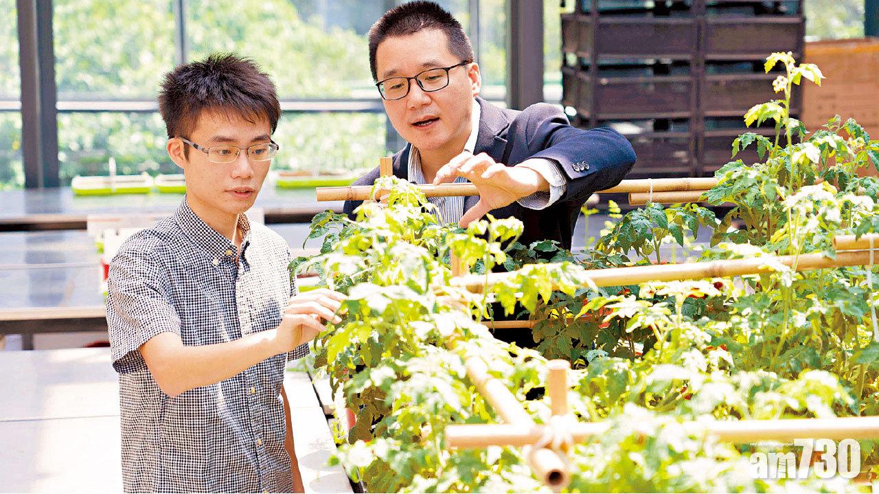 危機處處 THEi研究公共屋邨樹種 舊屋苑樹木倒塌風險較高