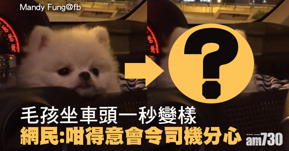 【毛孩天地】松鼠狗坐車頭瞌眼瞓　網民大讚可愛：咩車款？！