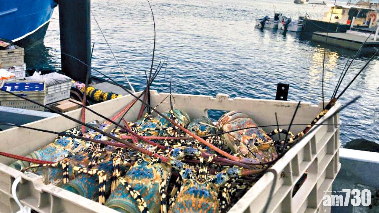 或未能新鮮送抵食肆 20噸澳洲活龍蝦扣滬機場