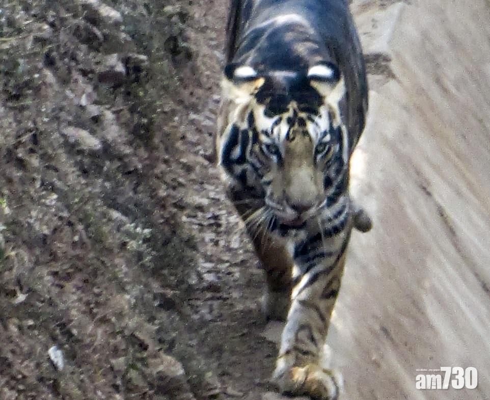 【極罕見】印度出現黑毛老虎  全球不足10隻