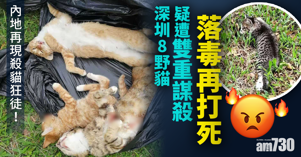 深圳8野貓疑遭雙重謀殺 落毒再打死