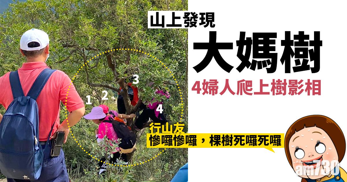 【網上熱話】4婦人爬上樹影相　網民大嘆做樹好慘