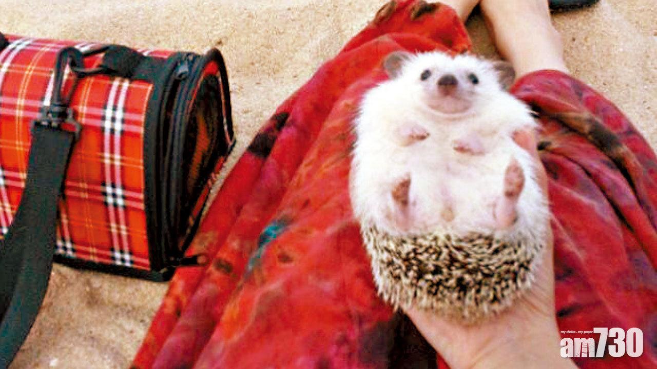 麥詠楠： 不敢再養刺蝟