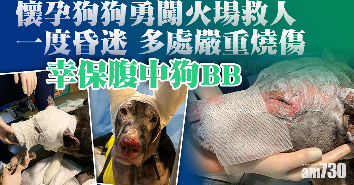 【忠心毛孩】母狗勇闖火場救人 自身多處燒傷昏迷