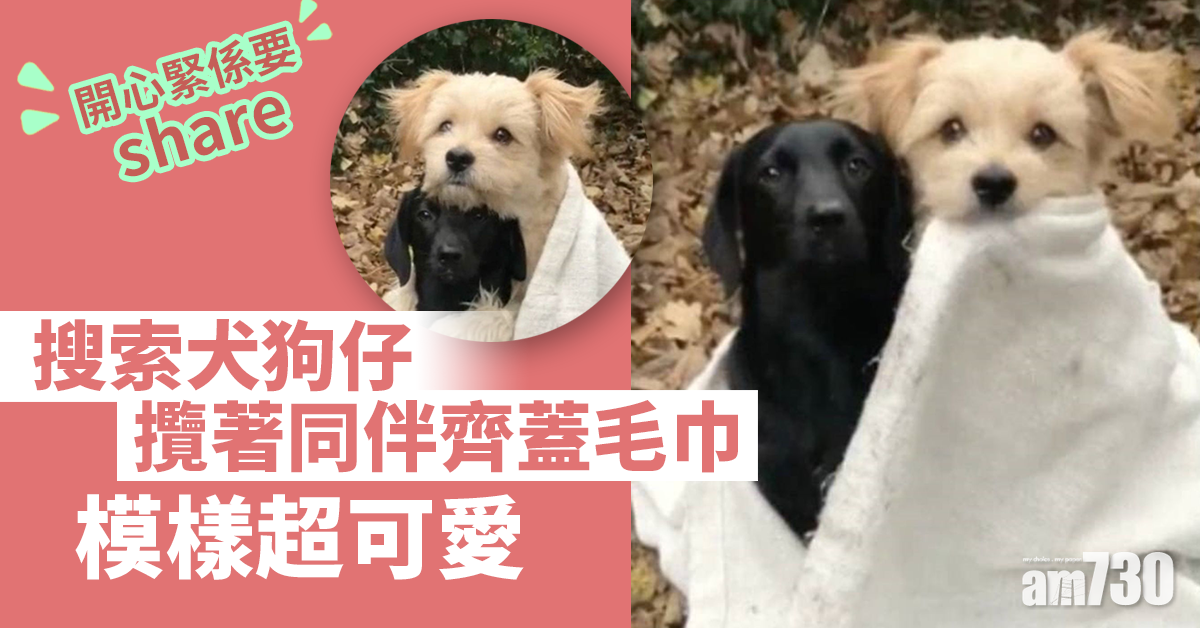 【心心眼】搜索犬狗仔攬著同伴齊蓋毛巾  模樣超可愛