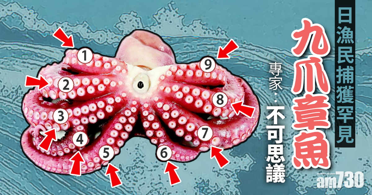 【網上熱話】日漁民捕獲罕見「九爪章魚」專家：不可思議