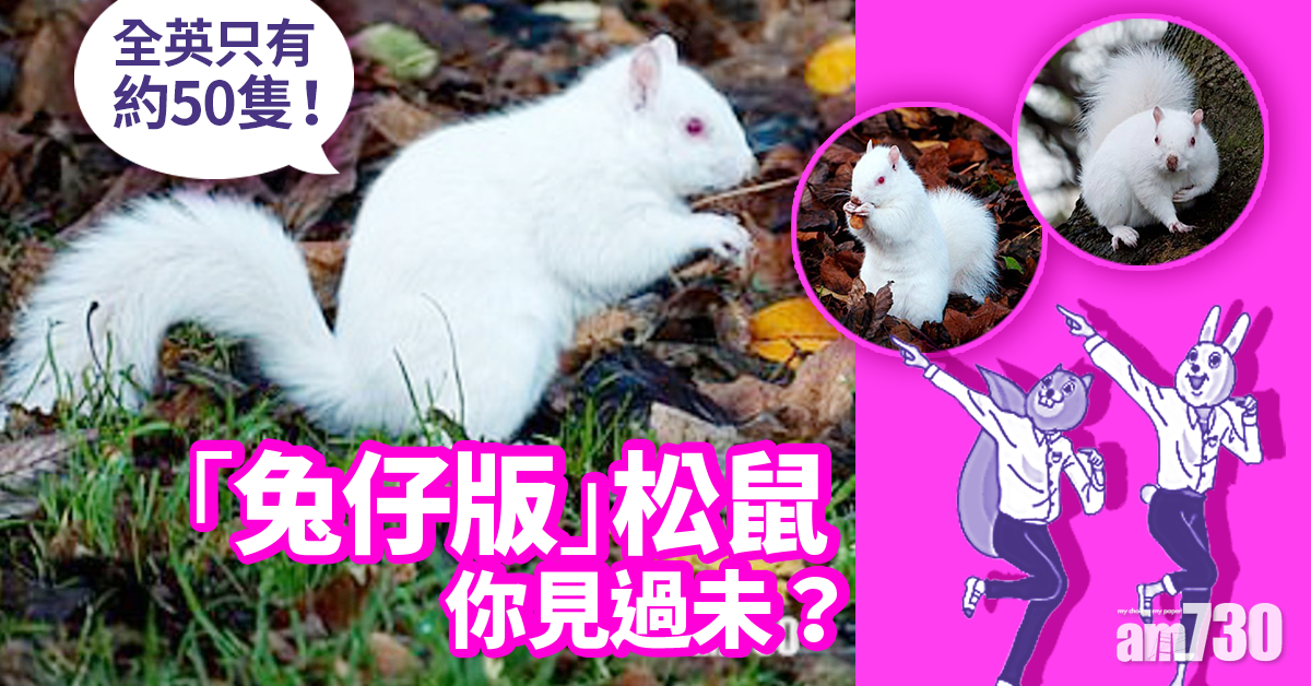 【網上熱話】「兔仔版」松鼠仔見過未？全英得50隻  仲擺甫士任影