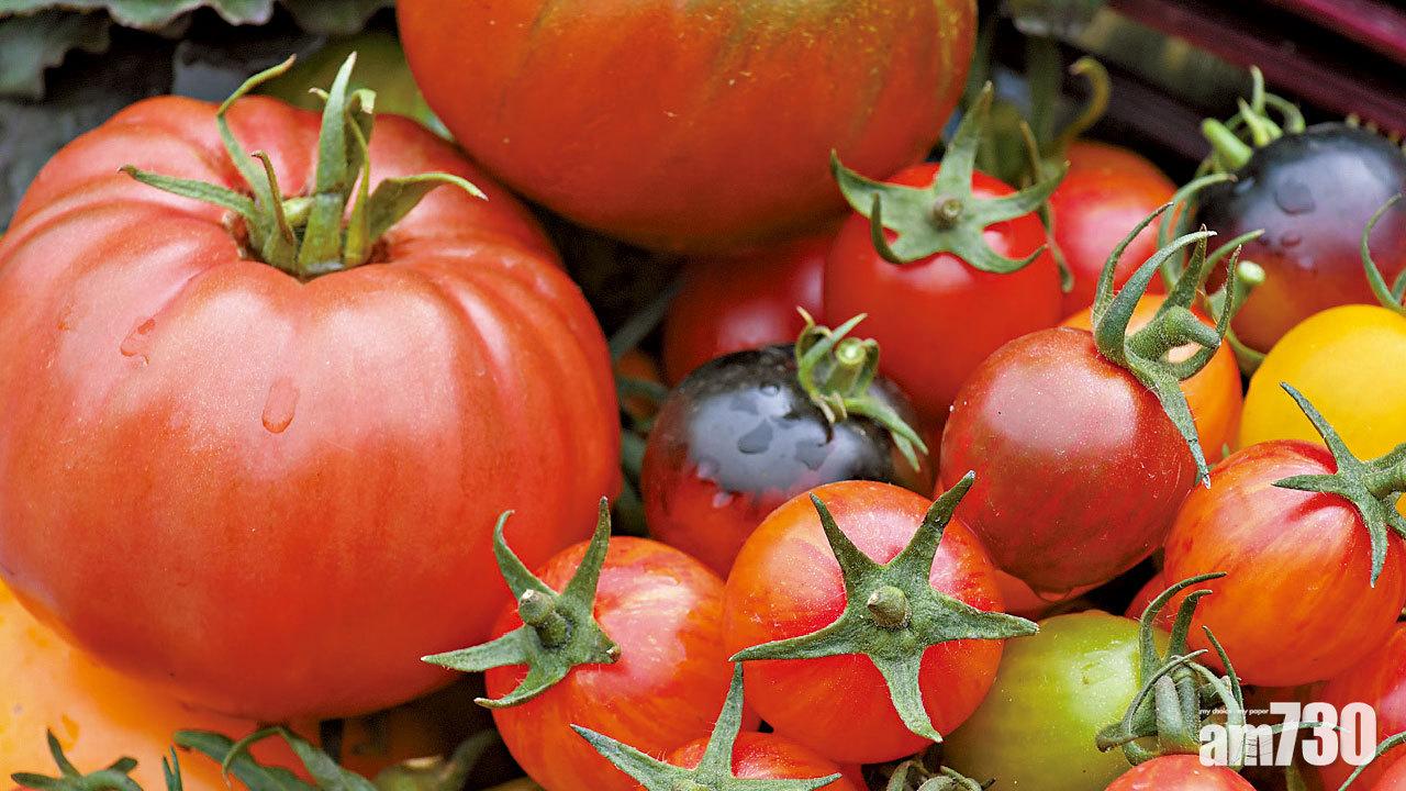 古洞設農業園 首期或明年完成