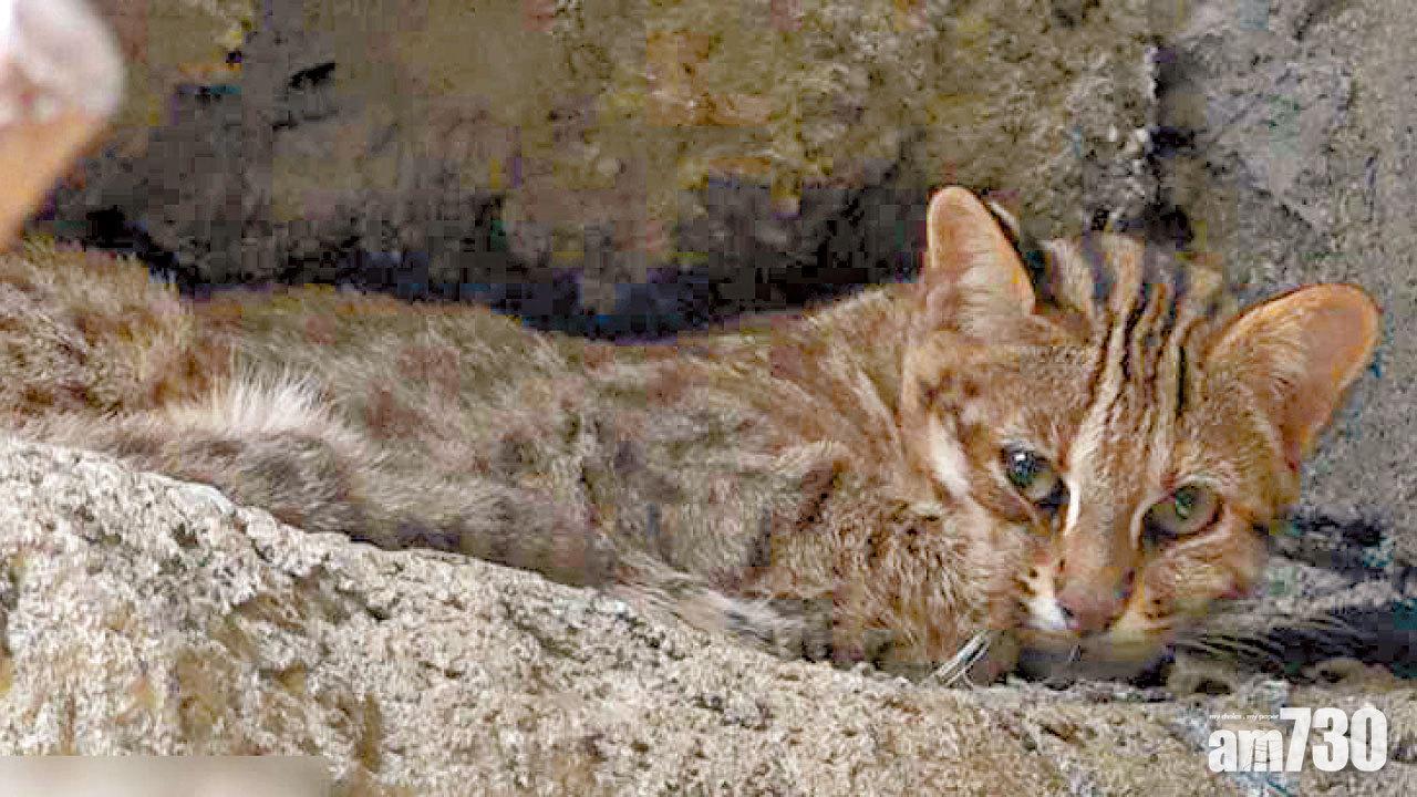 3個月內再有動物逃走 台北動物園石虎挖洞失蹤
