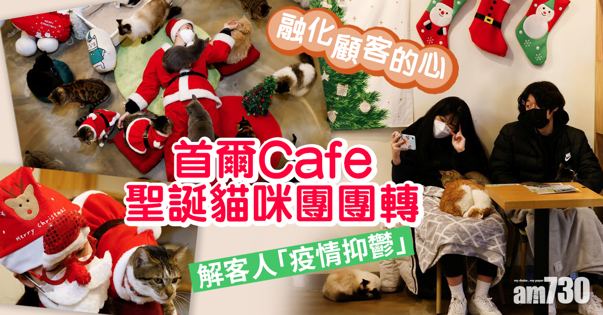 【毛孩天地】首爾Café聖誕貓咪團團轉 解客人「疫情抑鬱」