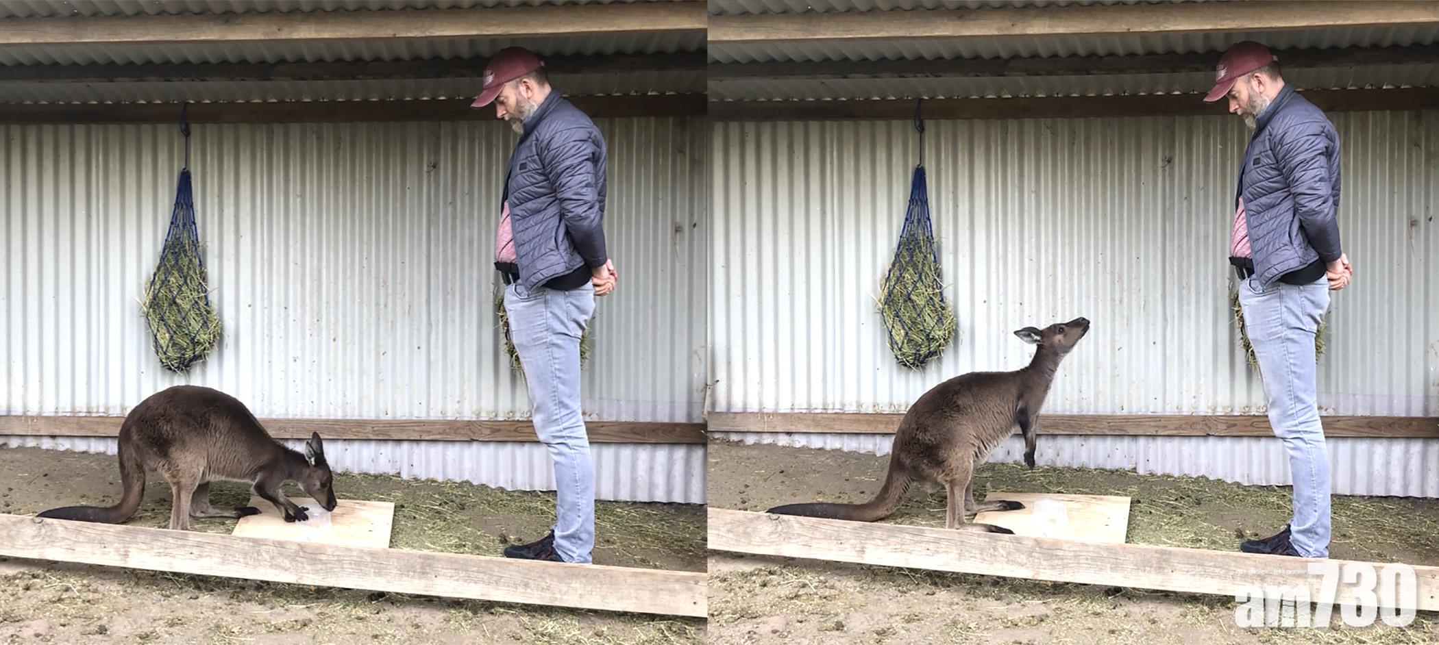 城大學者發現袋鼠能有意識地與人類溝通  研究料可助改善動物福祉