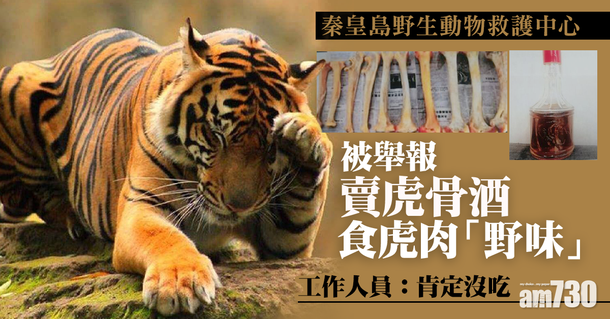 被舉報賣虎骨酒食虎肉 秦皇島野生動物救護中心否認