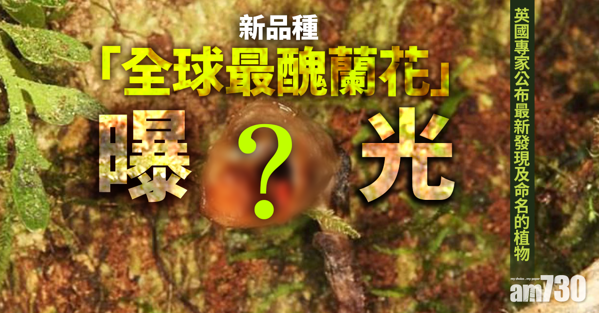 【網上熱話】新品種「全球最醜蘭花」曝光　網民驚呼︰好似XX！