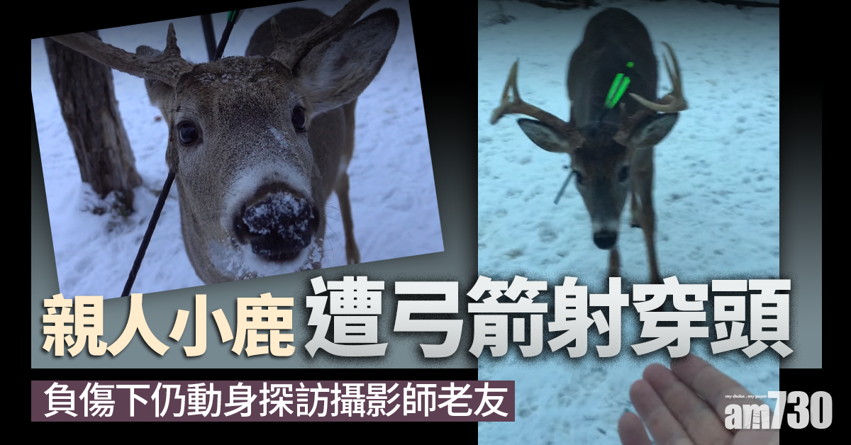 小鹿遭人弓箭射穿頭　仍負傷探訪攝影師老友