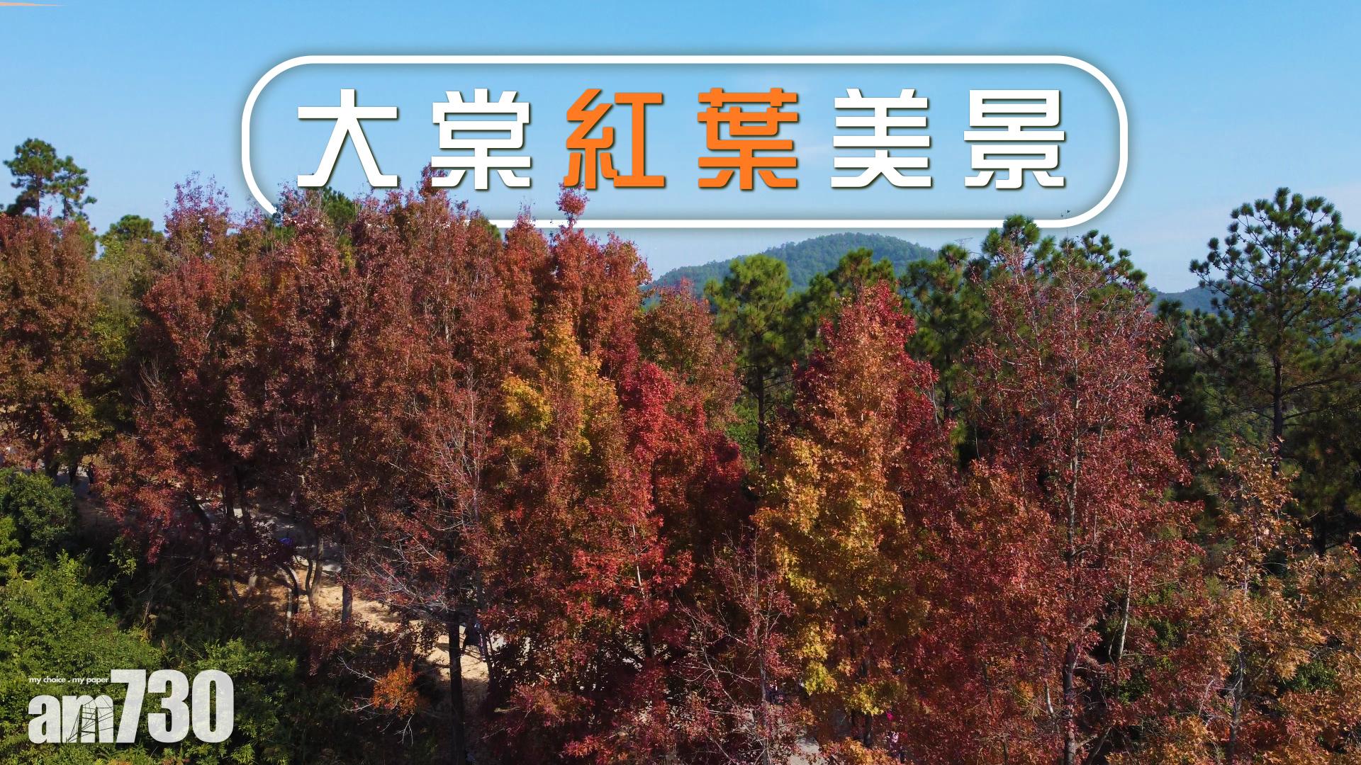 大棠紅葉美景