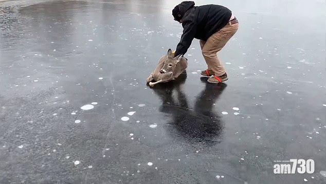 【好人好事】濕滑站不起鹿仔被困躺冰面  美漢冒險踏結冰水塘非常方法解救(有片)