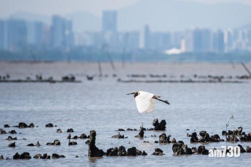  【生物多樣性】港大研究團隊發現 修復蠔礁對海洋環境商業價值具裨益