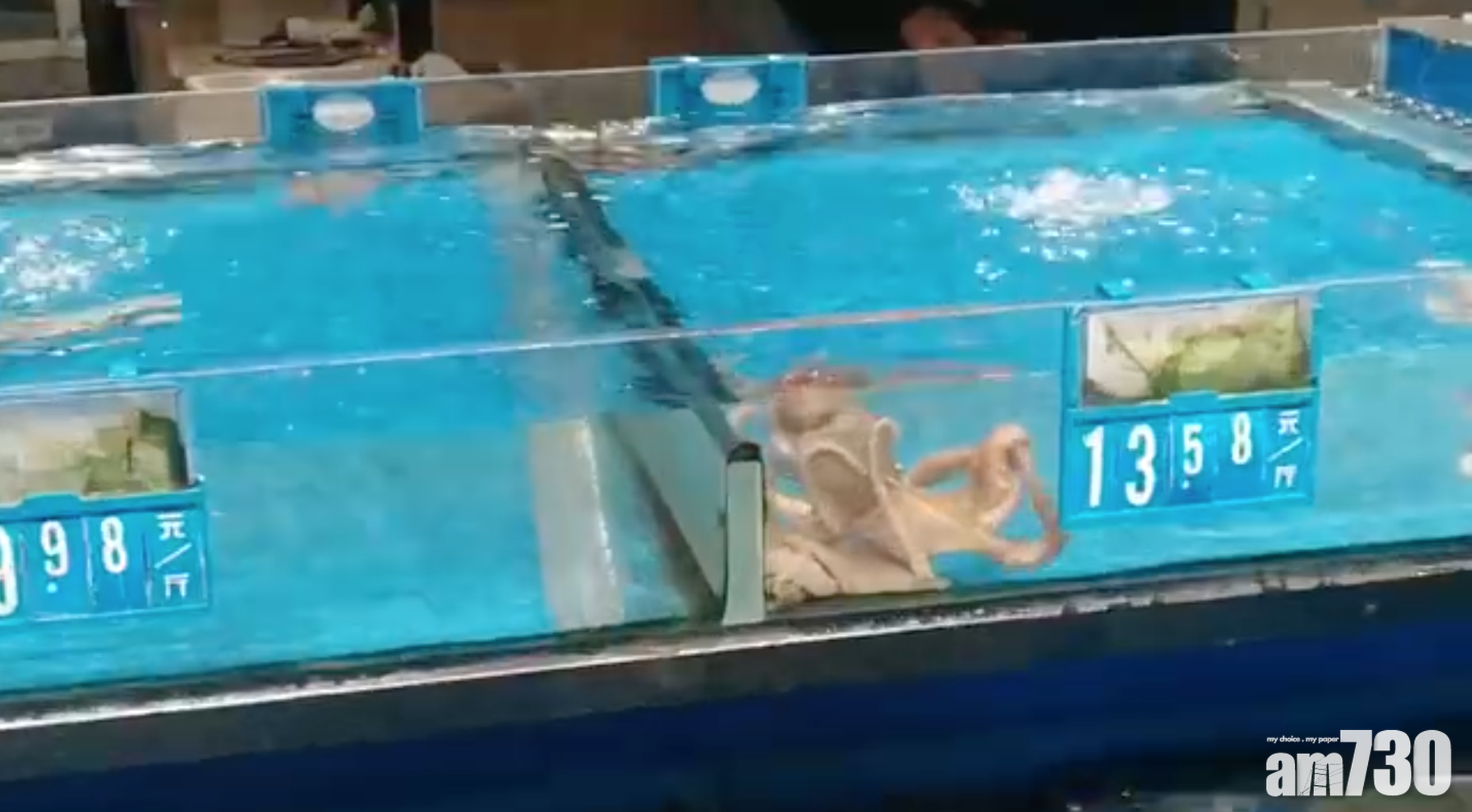 【網上熱話】勵志章魚「越獄」成功 身價瞬間升3倍