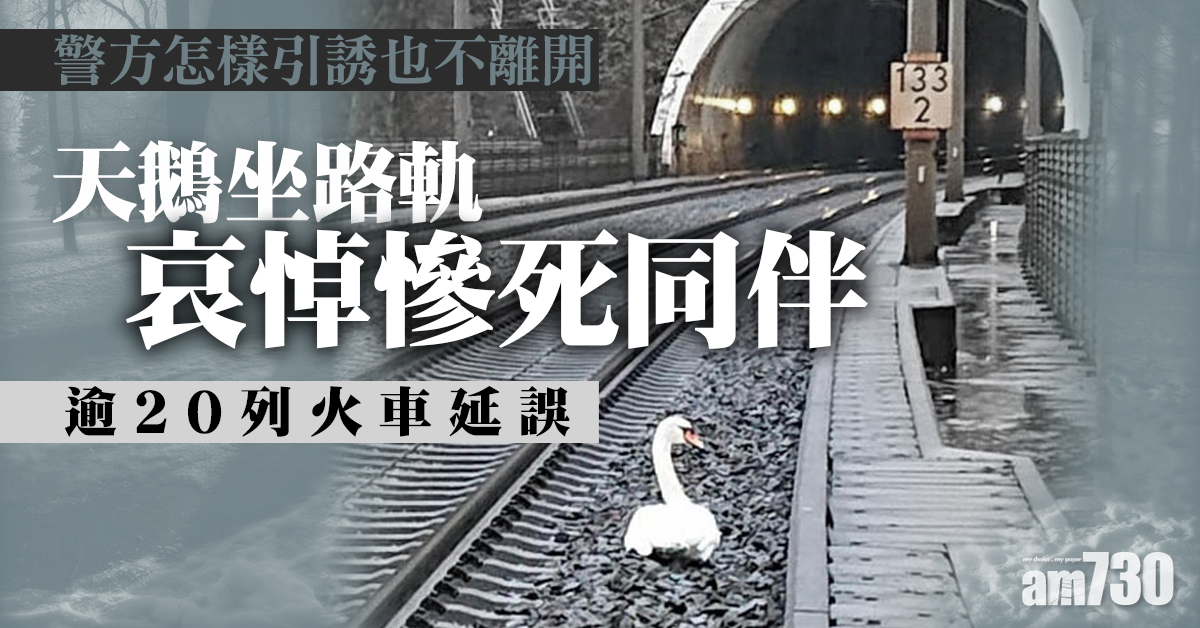 【不離不棄】天鵝坐路軌哀悼慘死同伴 逾20列火車延誤