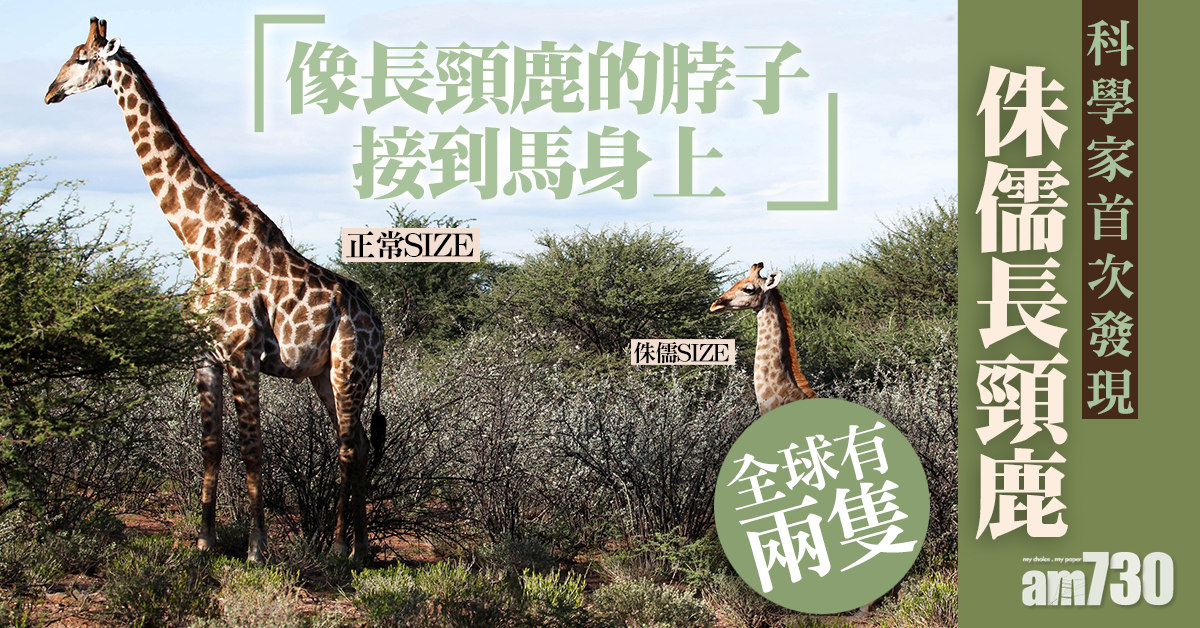 【有片】【全球2隻】科學家首發現侏儒長頸鹿 只有正常高度一半