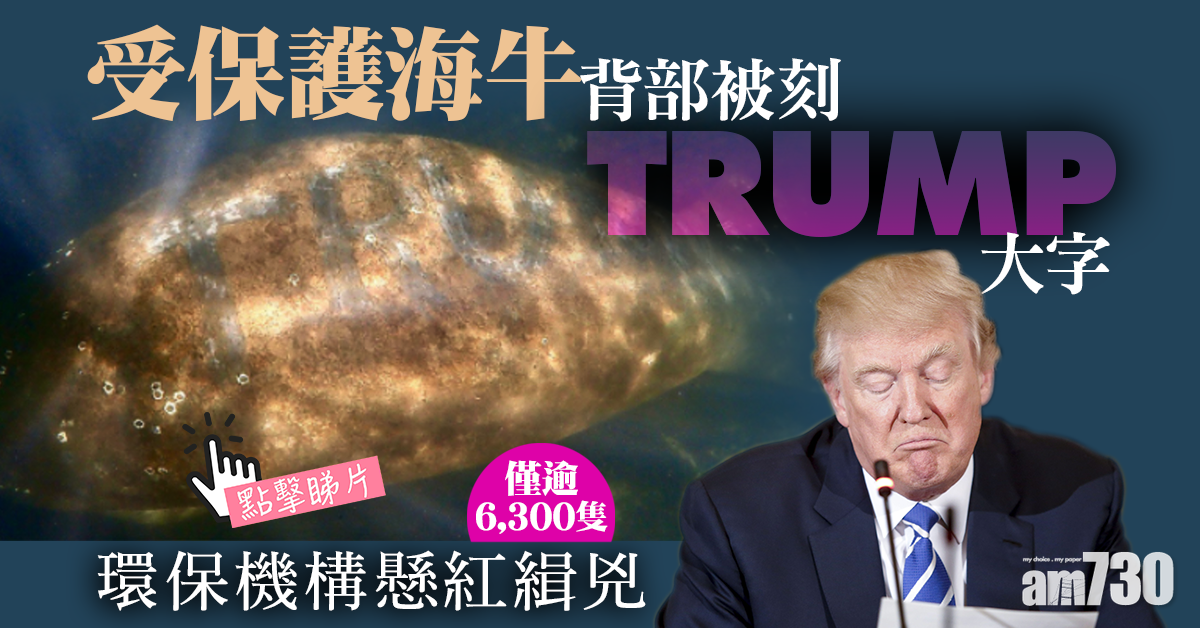 【受保護動物】佛州海牛背部被刻TRUMP大字惹眾怒 環保機構懸紅緝兇(有片)