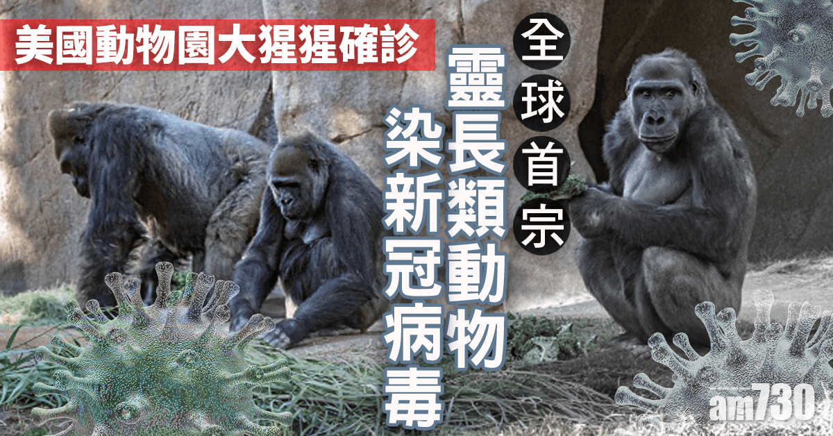 【新冠肺炎】美國動物園大猩猩確診  全球首宗靈長類動物染新冠病毒