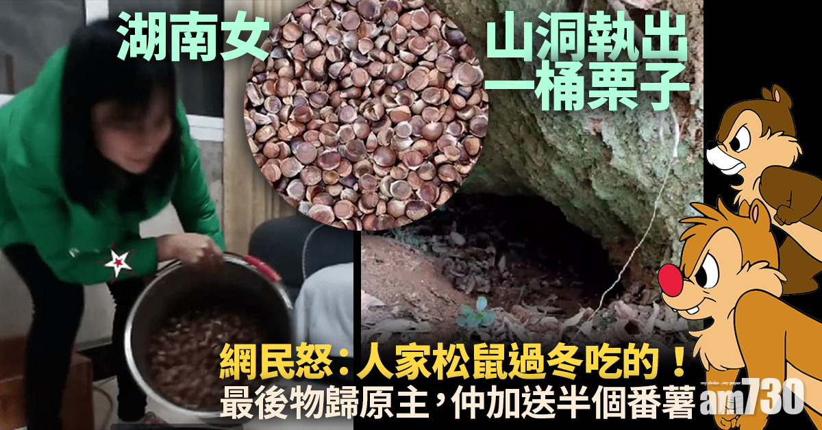 湖南女山洞執出一桶栗子 網民怒：人家松鼠過冬吃的！