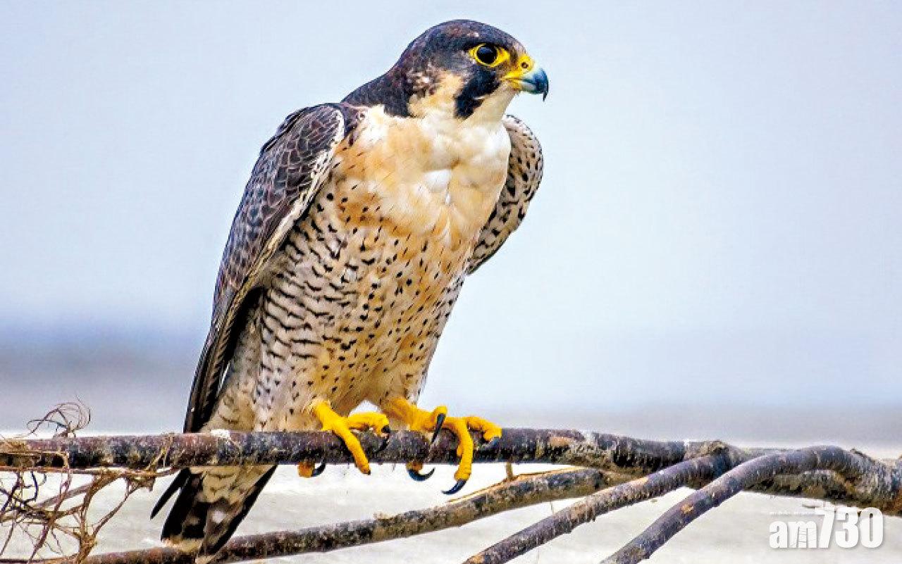 烏溪沙遊隼屍疑染禽流感