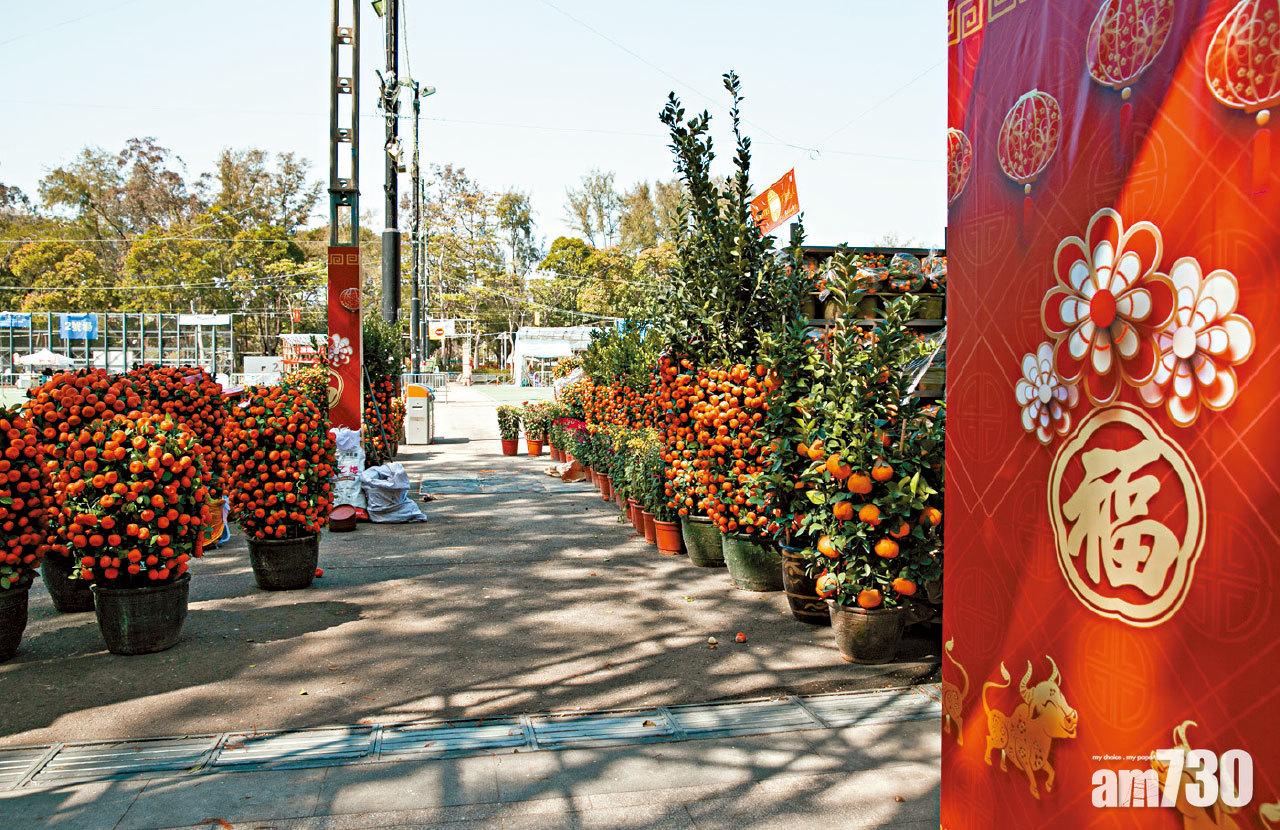 準備就緒 農曆年氣溫達24度 年宵花市明開鑼