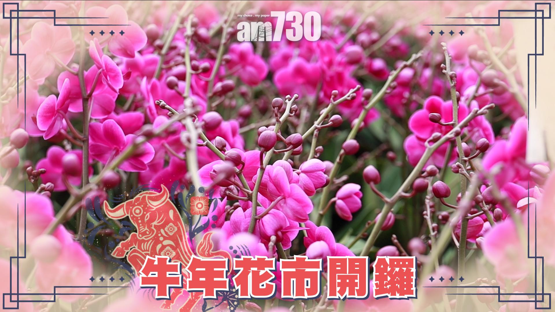 年宵花市開鑼 花農有咩「快買快賣」貼士？