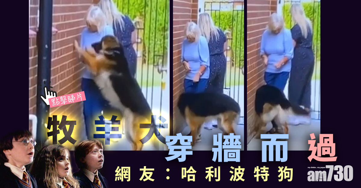網上熱話｜牧羊犬穿牆而過  網友：哈利波特狗 (有片)