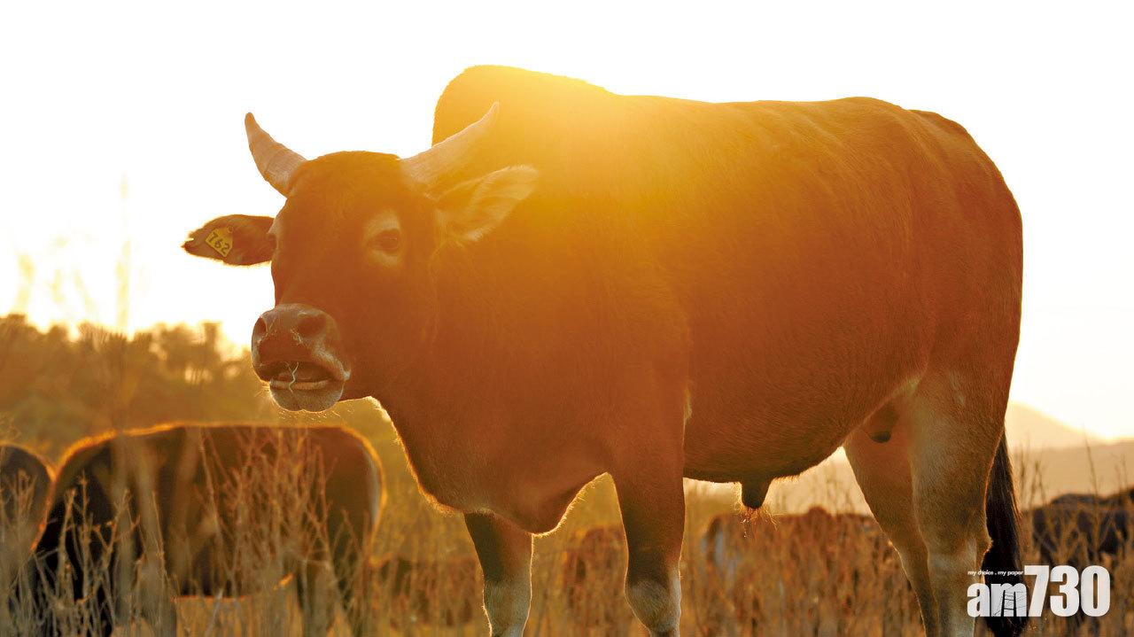 【圖遊】鼠去金牛來