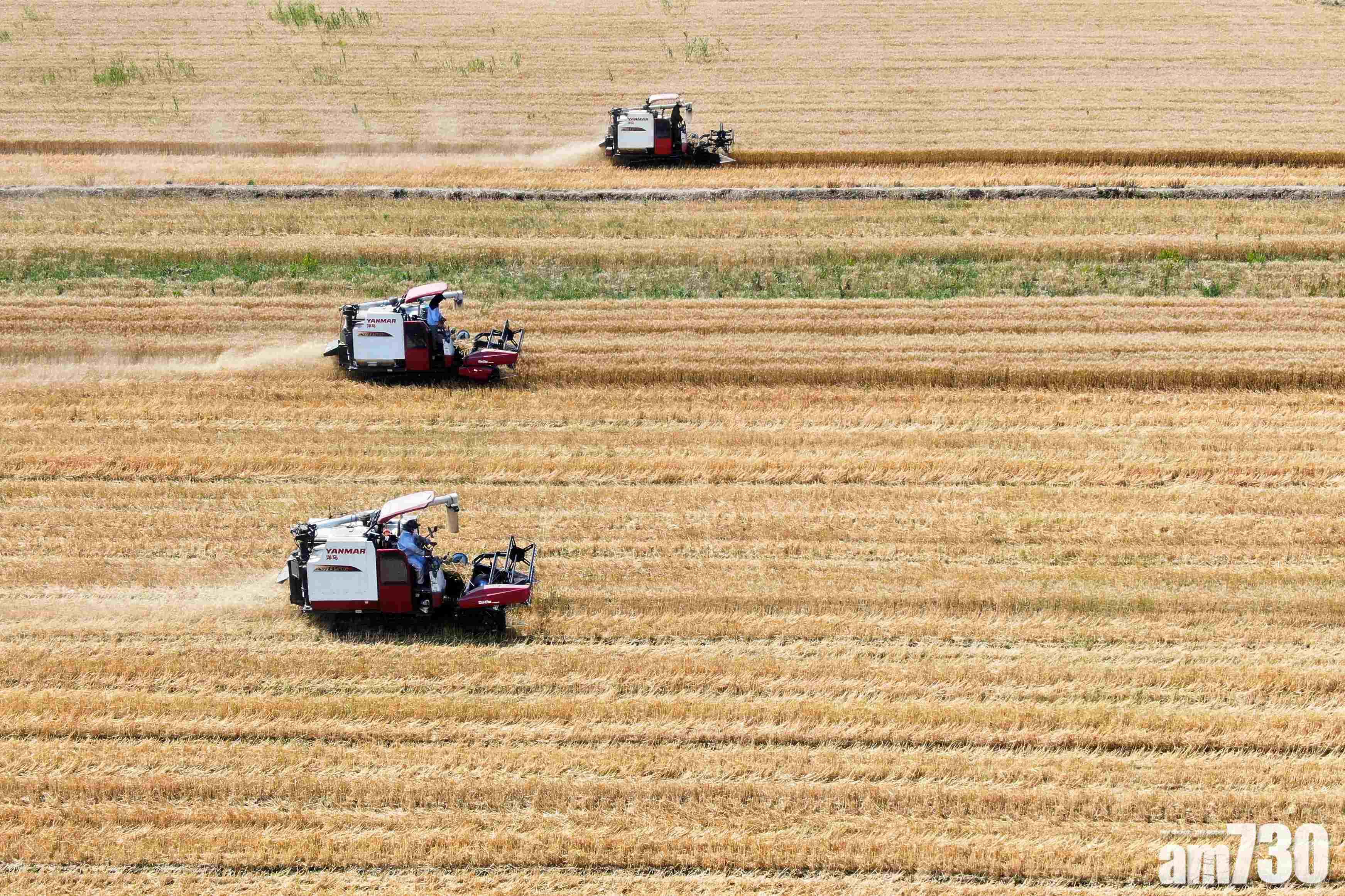內地鼓勵研發更多基因改造農產品