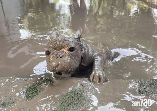 狗狗被炮仗嚇到跳入泥窪 被笑變身「土撥鼠」