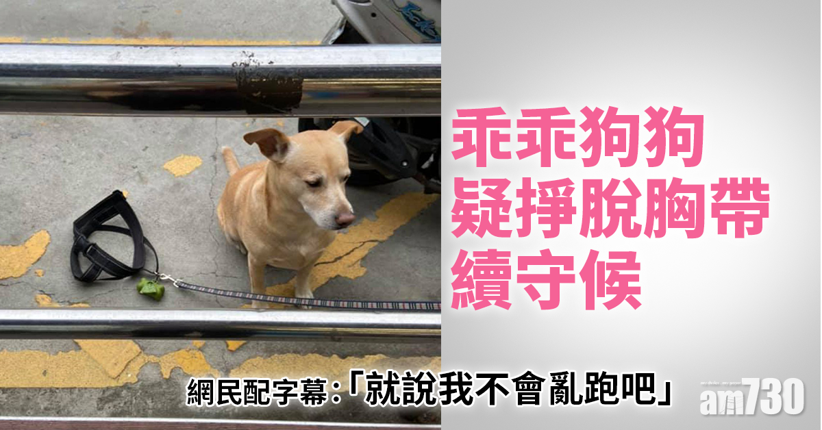 毛孩天地｜乖乖狗狗疑掙脫胸帶續守候 網民配字幕：「就說我不會亂跑」