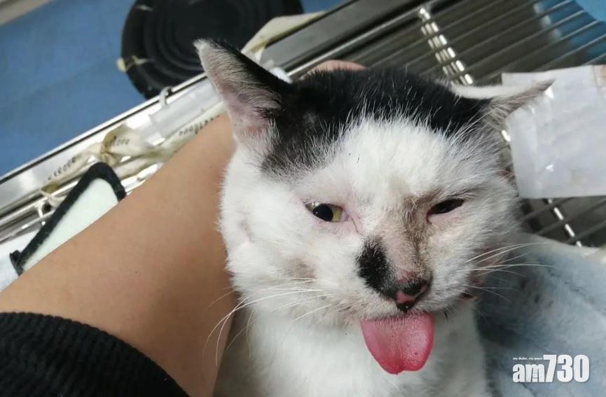 網上熱話｜店家被批丟「貓店長」在外捱凍   網民︰牠是流浪貓不想被收編